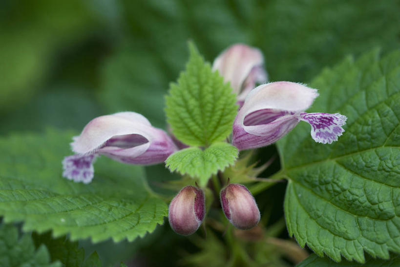 无人,横图,室外,特写,白天,留白,美景,植物,叶子,景观,花,花瓣,粉色,自然,景色,摄影,环境,草本,自然风光,柔焦,苍白,刺荨麻,彩图,全画面,全框架,全帧,全画幅,多年生植物