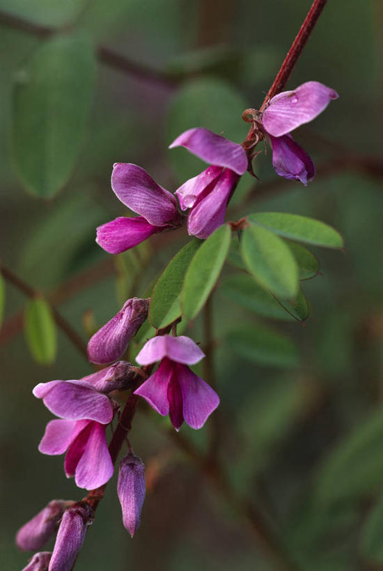 无人,哭,竖图,彩色,室外,特写,白天,留白,美景,植物,景观,花,花瓣,粉色,自然,夏天,景色,摄影,五颜六色,环境,色彩斑斓,清新,自然风光,柔焦,五彩缤纷,五彩斑斓,五光十色,彩图,全画面,全框架,全帧,全画幅