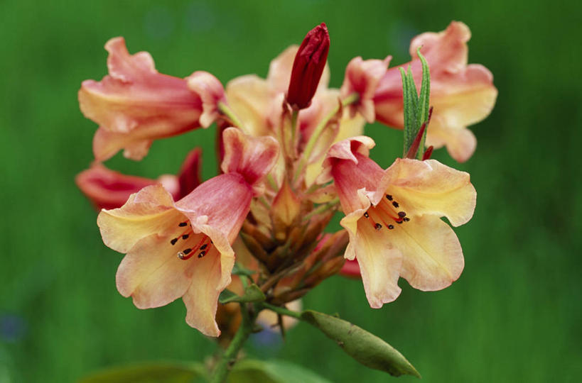 无人,横图,室外,特写,白天,留白,美景,植物,杜鹃花,景观,杜鹃,花,花瓣,自然,夏天,橙色,景色,摄影,灌木,喜悦,环境,克制,清新,自然风光,柔焦,苍白,红杜鹃,满山红,清明花,清时,山踯躅,红踯躅,节制,欣喜,山石榴,映山红,彩图