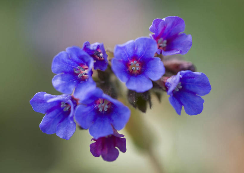 无人,横图,彩色,室外,特写,白天,留白,美景,植物,景观,花,花瓣,蓝色,自然,春天,景色,摄影,五颜六色,环境,色彩斑斓,草本,清新,自然风光,柔焦,五彩缤纷,五彩斑斓,五光十色,彩图,兜藓,多年生植物
