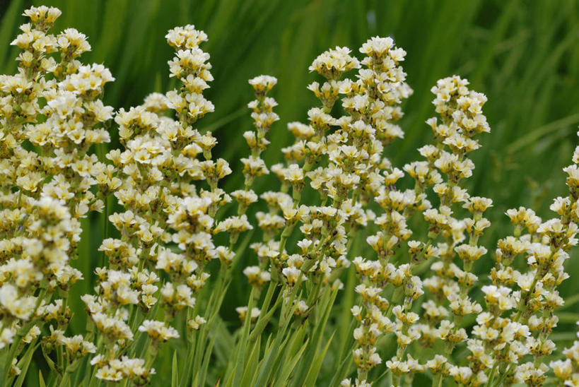 无人,横图,室外,特写,白天,美景,植物,丰富,景观,自然,景色,摄影,自然风光,彩图,对焦