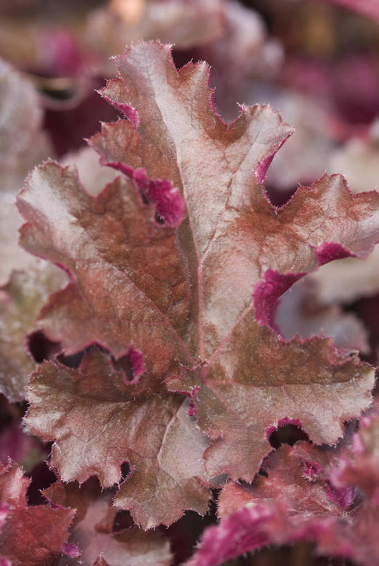 无人,竖图,室外,特写,白天,美景,植物,叶子,生气,景观,自然,景色,愤怒,摄影,恼怒,愤慨,怒气,气愤,发怒,怒火,自然风光,情绪,脾气,忿怒,怨恨,强烈,常绿树,气忿,愤恨,肝火,激动,彩图,全画面,全框架,全帧,全画幅