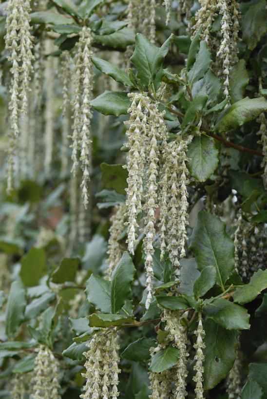 无人,竖图,室外,特写,白天,美景,植物,吊挂,悬挂,景观,冬天,挂,树,自然,景色,摄影,自然风光,常绿树,彩图,褪色柳,对焦