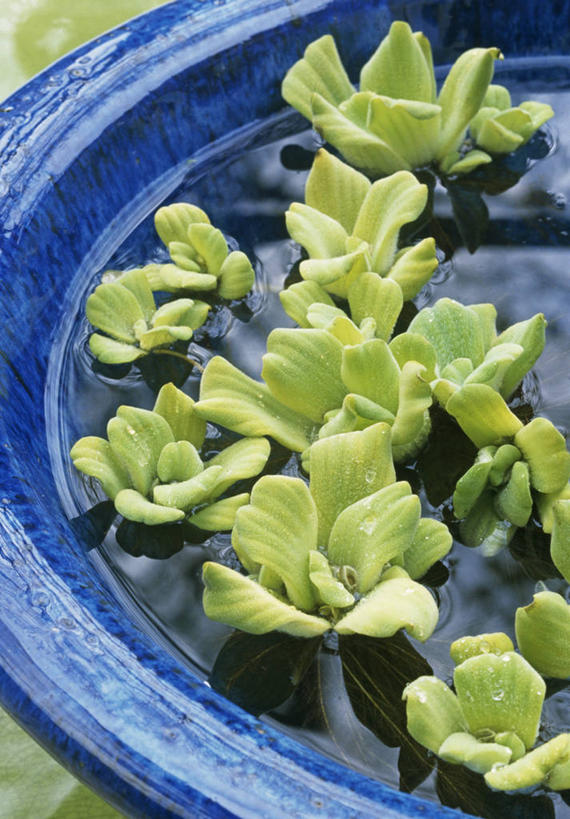 无人,竖图,俯视,室外,特写,白天,美景,植物,池塘,景观,自然,景色,摄影,自然风光,水生植物,水浮莲,彩图,高角度拍摄,对焦