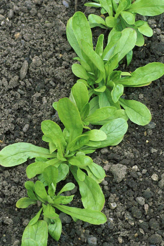 无人,农田,竖图,俯视,室外,特写,白天,庄稼,农作物,美景,植物,蔬菜,一排,整齐,景观,沙拉,食品,饮品,饮食,食物,饮料,排列,自然,景色,摄影,有机食品,队列,可口,清新,自然风光,健康食物,野苣,适口,彩图,高角度拍摄,耕地,庄稼田,对焦