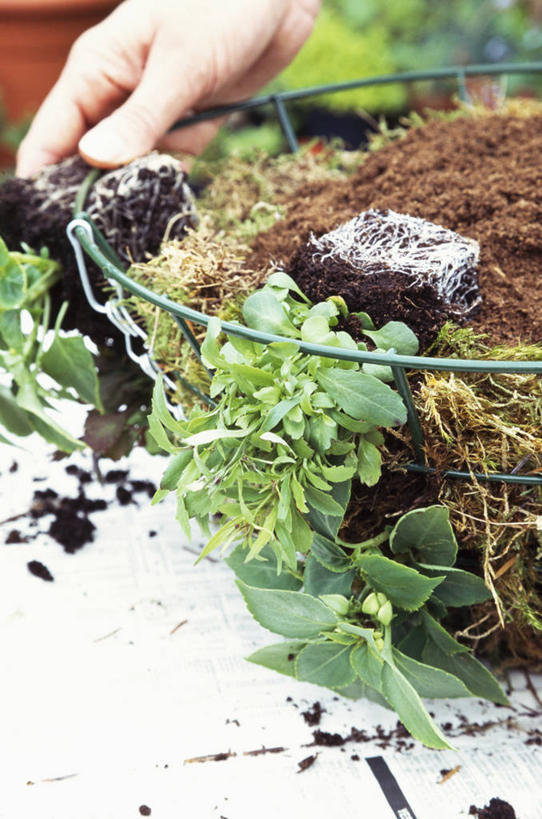 成年人,中年人,手,一个人,交叉,竖图,室外,特写,白天,美景,植物,竹子,金属制品,仅一个女性,仅一个人,握,种植,准备,竹制,编织,金属,篮子,景观,园艺,苔藓,拿,拎,拿着,床上用品,自然,容器,竹篮,做,仅一个中年女性,景色,握着,人体,摄影,储藏,竹条,部分,交织,竹制品,储存,自然风光,多层蛋糕,穿插,女人,女性,中年女性,休闲活动,彩图,贮存,拎着,对焦