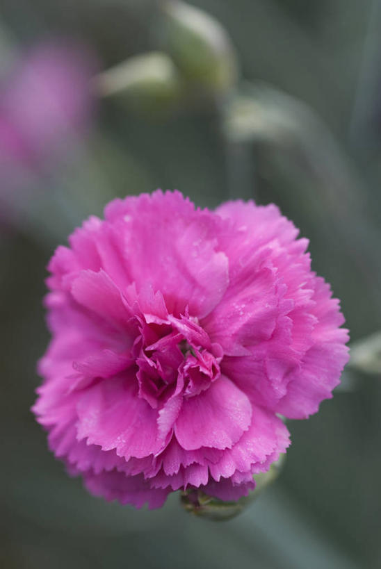 无人,竖图,室外,特写,白天,美景,植物,盛开,景观,古典,美丽,花蕾,花,花瓣,花朵,鲜花,一朵,粉色,自然,夏天,花苞,花蕊,景色,摄影,自然风光,荷兰石竹,大胆,热心,洛阳花,石竹,彩图,石菊,石竹子花,绣竹,中国石竹,中国沼竹,对焦