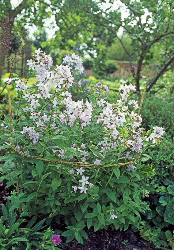 无人,竖图,室外,特写,白天,美景,植物,景观,风铃草,祝福,设备,物品,花,自然,夏天,健康,景色,可爱,摄影,支撑,钟花,创造,自然风光,感谢,温柔,感恩,嫉妒,瓦筒花,草夹竹桃,彩图,宿根福禄考,天蓝绣球,夏福禄,锥花福禄考,对焦,酒椰