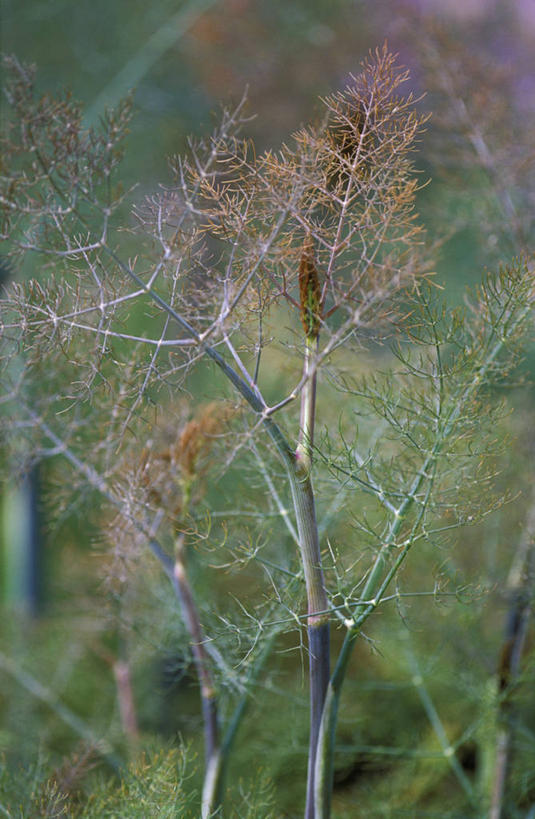 无人,竖图,室外,特写,白天,美景,植物,叶子,景观,食品,饮品,饮食,食物,饮料,自然,茴香,夏天,景色,摄影,草本,可口,自然风光,适口,彩图,对焦