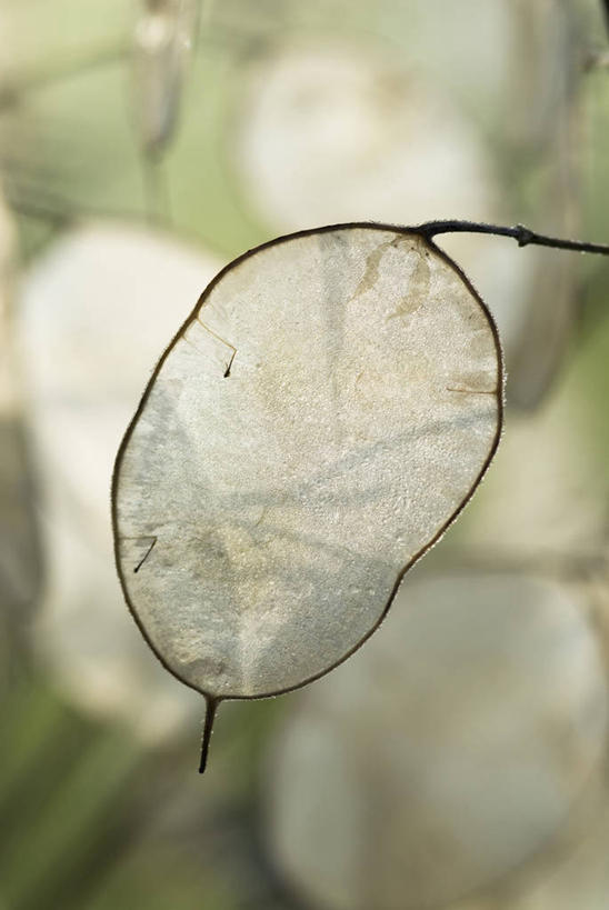 无人,竖图,室外,特写,白天,留白,美景,太阳,植物,日光,半透明,景观,褐色,种子,一个,自然,奶油,景色,摄影,生长,单个,骨架,脆弱,自然风光,干的,逆光,烘干,秋天,彩图,对焦,二年生植物