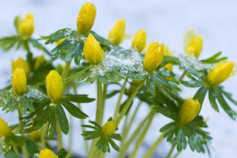 无人,横图,室外,特写,白天,留白,美景,雪,植物,蔬菜,叶子,新鲜,冰,景观,冬天,食品,花蕾,花,花瓣,食物,黄色,自然,景色,寒冷,摄影,有机食品,绿色食品,生长,明亮,清新,自然风光,柔焦,冬乌头,彩图,对焦