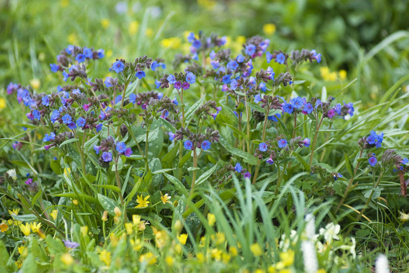 无人,横图,室外,白天,留白,美景,植物,叶子,景观,花,花瓣,蓝色,自然,春天,景色,摄影,生长,灌木,明亮,清新,自然风光,柔焦,彩图,兜藓,对焦,多年生植物