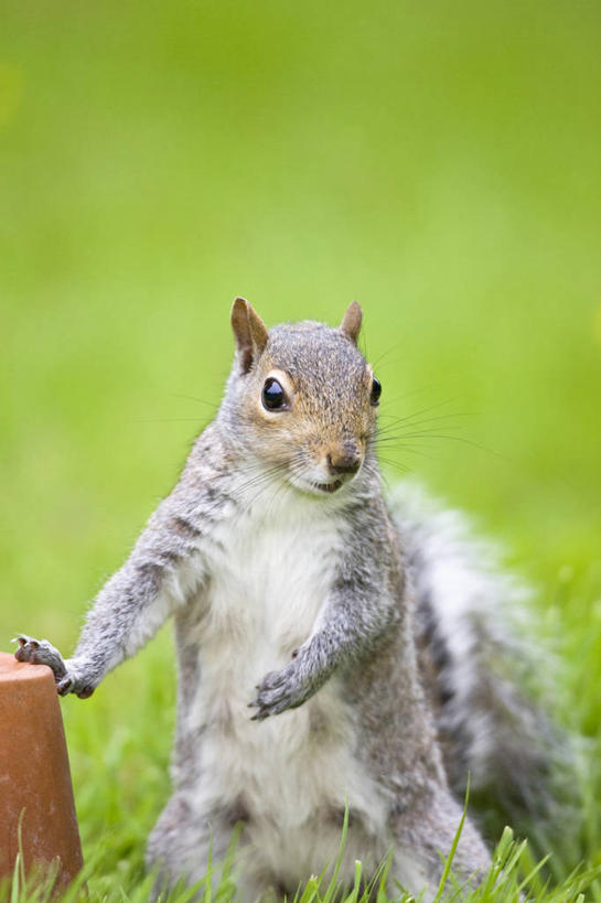 无人,竖图,室外,特写,白天,留白,正面,美景,野生动物,英国,景观,灰色,自然,动物,松鼠,景色,摄影,自然风光,北美灰松鼠,彩图,对焦
