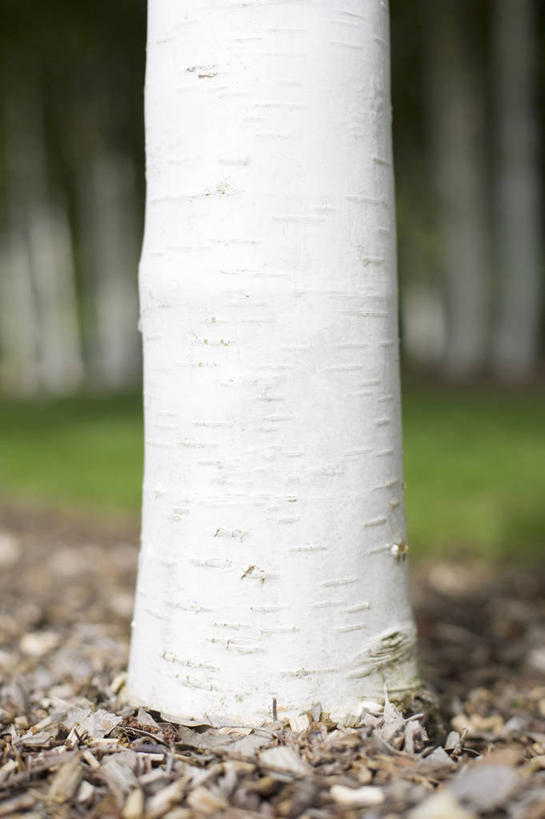 无人,竖图,室外,特写,白天,留白,美景,植物,白桦树,垒,景观,树皮,树,树干,一个,白色,自然,景色,摄影,白桦,生长,单个,自然风光,柔焦,落叶树,彩图,对焦,堆肥