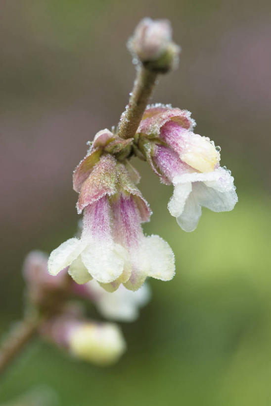 无人,竖图,室外,特写,白天,留白,美景,植物,景观,冬天,枝,霜,花,花瓣,粉色,白色,自然,景色,摄影,生长,灌木,清新,自然风光,柔焦,苍白,忍冬,彩图,对焦,二月