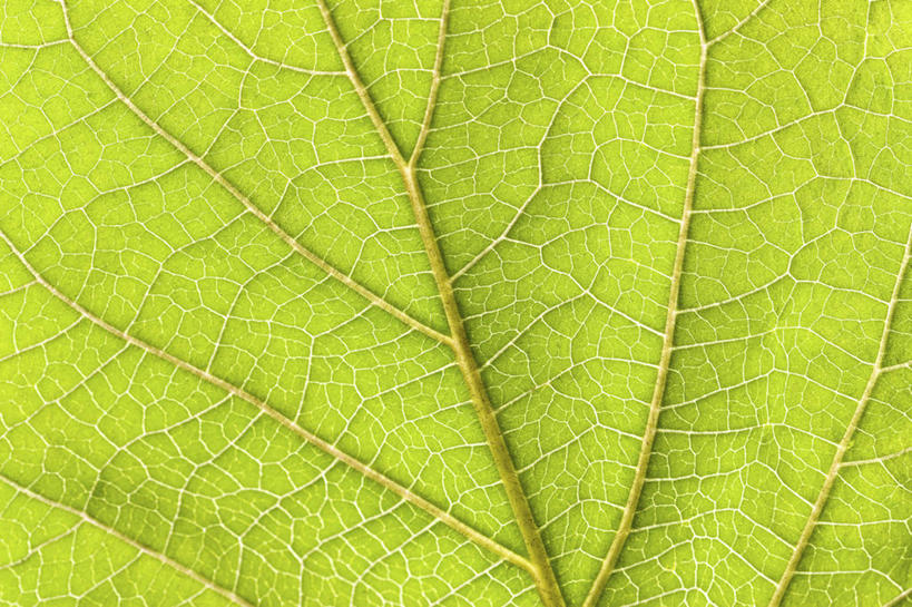 血管,无人,横图,特写,留白,微距,美景,植物,叶子,景观,黄色,自然,景色,摄影,生长,明亮,清新,自然风光,肌理,式样,叶脉,彩图,全画面,全框架,全帧,全画幅
