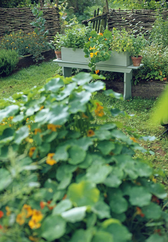 无人,竖图,室外,特写,白天,美景,植物,花坛,庭院,景观,食品,薄荷叶,饮品,饮食,食物,饮料,自然,景色,摄影,涂料,可口,自然风光,旱金莲花,适口,彩图,对焦