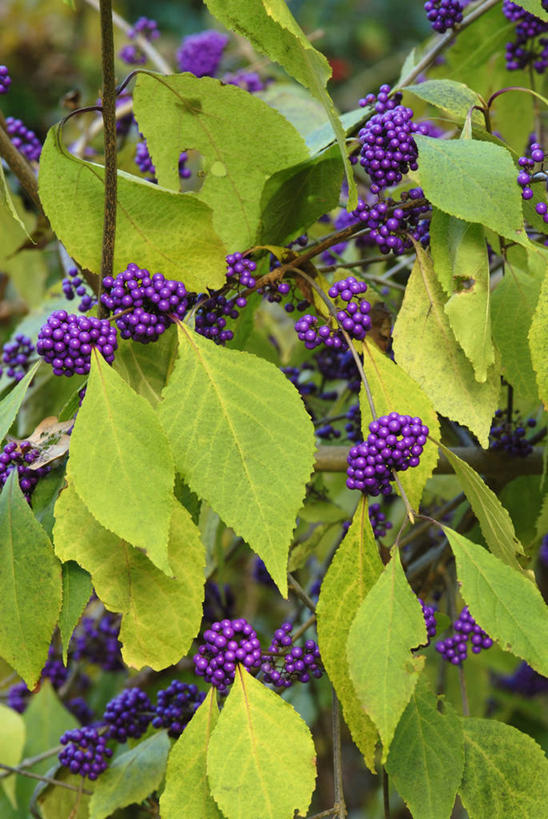 无人,竖图,彩色,室外,特写,白天,美景,植物,浆果,景观,紫色,自然,景色,季节,摄影,灌木,五颜六色,色彩斑斓,自然风光,五彩缤纷,落叶树,五彩斑斓,紫珠,五光十色,秋天,彩图,全画面,全框架,全帧,全画幅,对焦