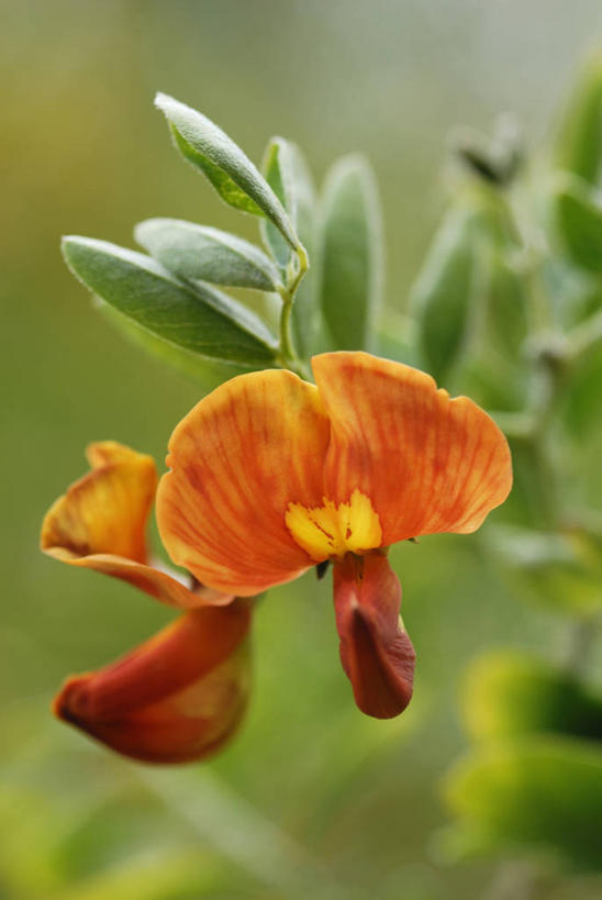 无人,竖图,室外,特写,白天,美景,植物,景观,花,自然,橙色,景色,摄影,灌木,明亮,自然风光,落叶树,彩图,对焦