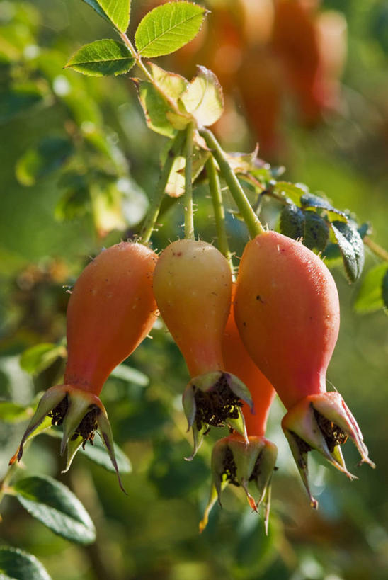 无人,竖图,彩色,室外,特写,白天,美景,植物,丰富,景观,自然,景色,季节,摄影,灌木,五颜六色,色彩斑斓,自然风光,五彩缤纷,蔷薇果,落叶树,五彩斑斓,五光十色,秋天,彩图,对焦
