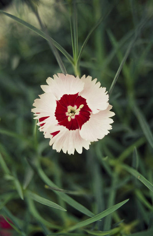 无人,竖图,室外,特写,白天,美景,植物,景观,美丽,花瓣,一个,粉色,自然,景色,摄影,单个,简单,雄蕊,自然风光,荷兰石竹,大胆,热心,洛阳花,石竹,彩图,石菊,石竹子花,绣竹,中国石竹,中国沼竹,对焦