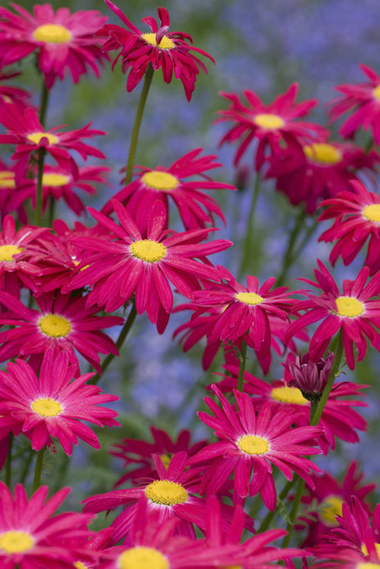 无人,竖图,彩色,室外,特写,白天,留白,美景,植物,景观,雏菊,花,花瓣,粉色,红色,自然,夏天,景色,摄影,五颜六色,明亮,色彩斑斓,艾菊,菊科植物,清新,自然风光,柔焦,五彩缤纷,五彩斑斓,五光十色,彩图,全画面,全框架,全帧,全画幅,对焦,多年生植物,除虫菊