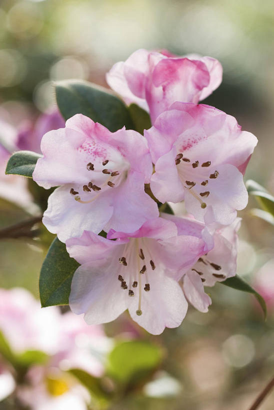 无人,竖图,室外,特写,白天,留白,美景,植物,杜鹃花,景观,杜鹃,花,花瓣,粉色,自然,春天,景色,摄影,灌木,喜悦,克制,清新,自然风光,柔焦,红杜鹃,满山红,清明花,清时,山踯躅,红踯躅,节制,欣喜,山石榴,映山红,彩图,对焦