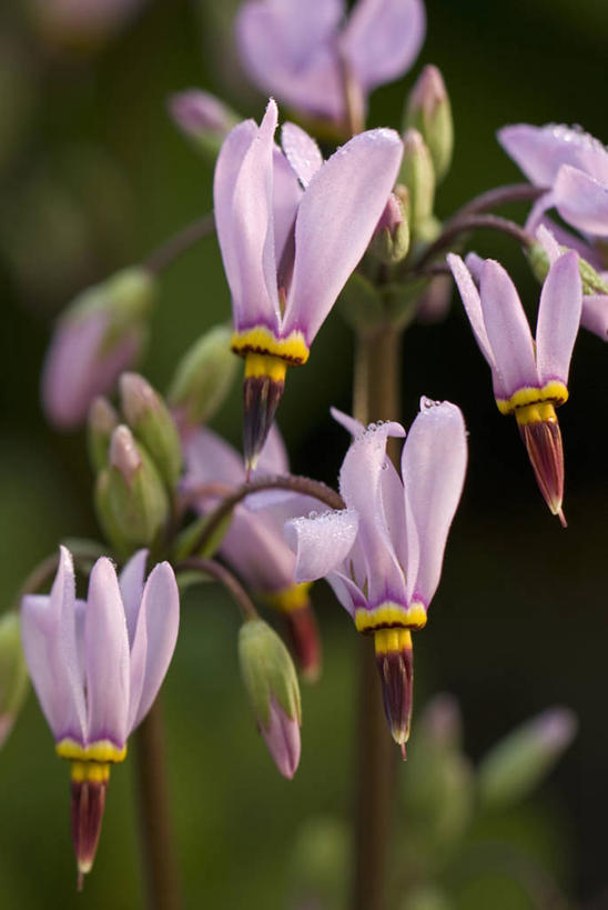 无人,竖图,室外,特写,白天,留白,流星,美景,植物,景观,标记,花,花瓣,粉色,黄色,自然,夏天,景色,摄影,清新,自然风光,柔焦,苍白,式样,彩图,对焦,多年生植物