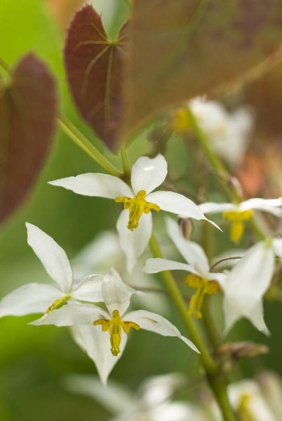 无人,竖图,室外,特写,白天,留白,美景,植物,帽子,叶子,景观,花,花瓣,白色,自然,星形,景色,摄影,清新,自然风光,柔焦,彩图,全画面,全框架,全帧,主教冠,全画幅,对焦
