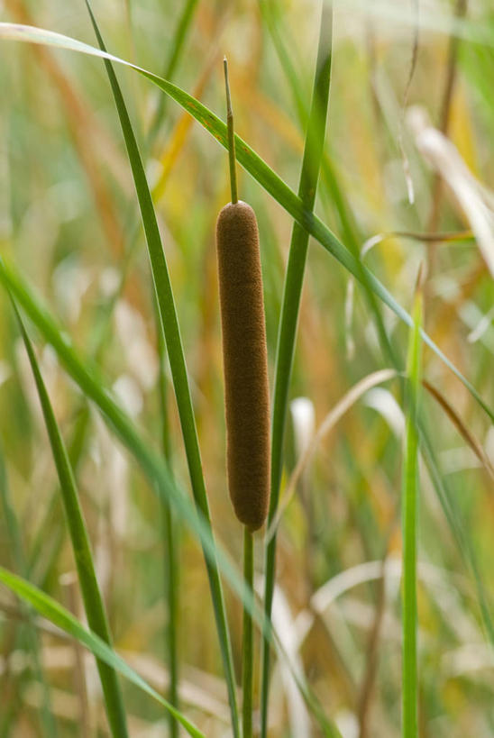 无人,竖图,室外,特写,白天,留白,美景,植物,芦苇,叶子,盛开,景观,褐色,花蕾,草,花,花瓣,花朵,鲜花,一朵,自然,夏天,花苞,花蕊,景色,摄影,生长,锋利,尖锐,清新,自然风光,柔焦,香蒲,彩图,对焦