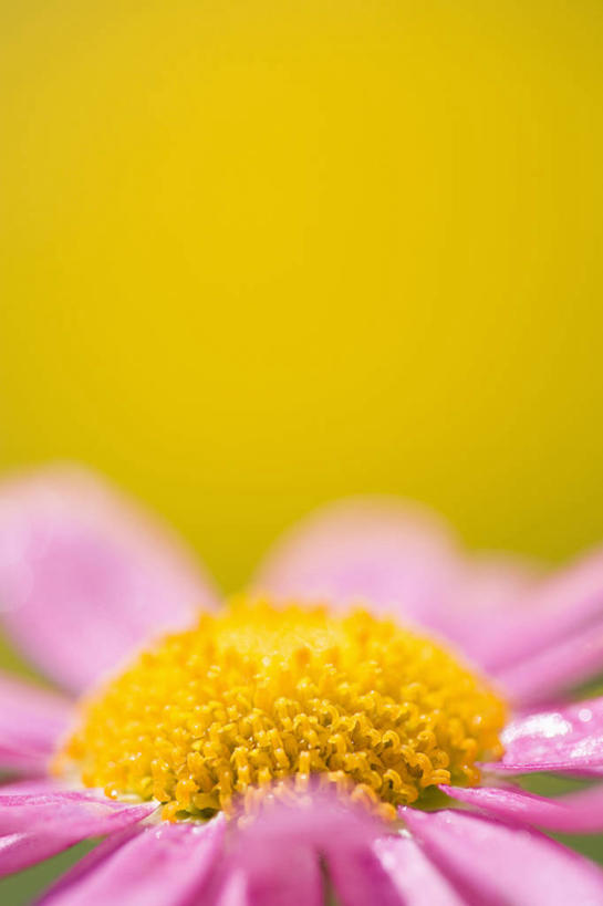 无人,竖图,特写,美景,植物,盛开,景观,茼蒿菊,花蕾,雏菊,花,花瓣,花朵,鲜花,一朵,粉色,黄色,自然,夏天,花苞,花蕊,景色,摄影,明亮,清新,自然风光,柔焦,设计,彩图,对焦