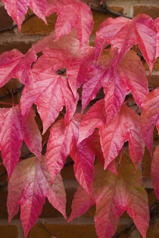 无人,攀登,竖图,室外,特写,白天,美景,植物,叶子,景观,常春藤,爬山虎,草药,中药,红色,自然,景色,摄影,自然风光,药材,中草药,爬墙虎,中药材,本草,落叶树,地锦,趴山虎,巴山虎,秋天,彩图,全画面,全框架,全帧,全画幅,常青藤,对焦