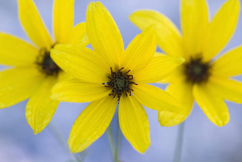 无人,横图,彩色,室外,特写,白天,留白,美景,植物,景观,花,花瓣,三个,黄色,自然,景色,摄影,五颜六色,明亮,色彩斑斓,清新,自然风光,柔焦,五彩缤纷,金鸡菊,五彩斑斓,五光十色,设计,秋天,彩图,全画面,全框架,全帧,全画幅,对焦,多年生植物