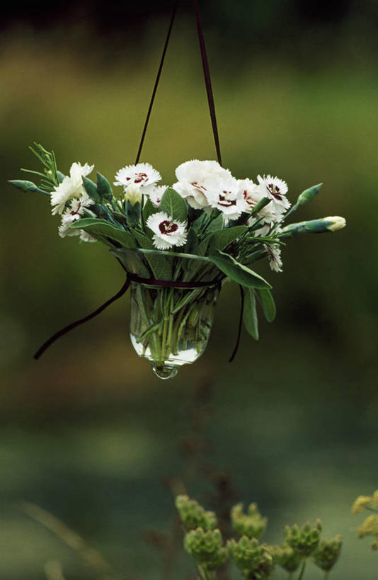 无人,竖图,室外,特写,白天,美景,植物,景观,美丽,花,一个,粉色,自然,插花,花束,景色,摄影,单个,简单,自然风光,荷兰石竹,大胆,热心,洛阳花,石竹,彩图,石菊,石竹子花,绣竹,中国石竹,中国沼竹,对焦