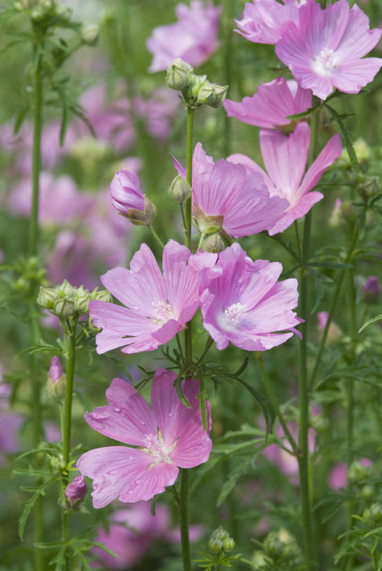 无人,竖图,室外,特写,白天,留白,美景,植物,景观,花,花瓣,粉色,自然,夏天,景色,摄影,生长,清新,自然风光,柔焦,苍白,金钱紫花葵,锦葵,荆葵,钱葵,淑气花,小白淑气花,恩惠,彩图,全画面,全框架,全帧,全画幅,对焦