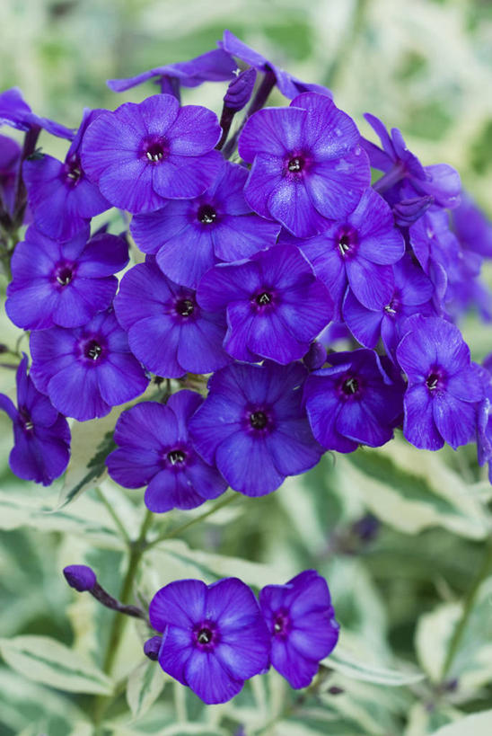 室外,白天,美景,植物,景观,花,花瓣,蓝色,紫色,自然,夏天,景色,摄影,明亮,清新,自然风光,草夹竹桃,宿根福禄考,天蓝绣球,夏福禄,锥花福禄考,多年生植物