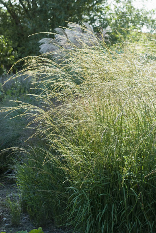 无人,竖图,室外,白天,留白,美景,太阳,植物,日光,景观,草,自然,奶油,夏天,景色,摄影,生长,脆弱,自然风光,科尔多巴,柔焦,逆光,柔和,彩图,对焦