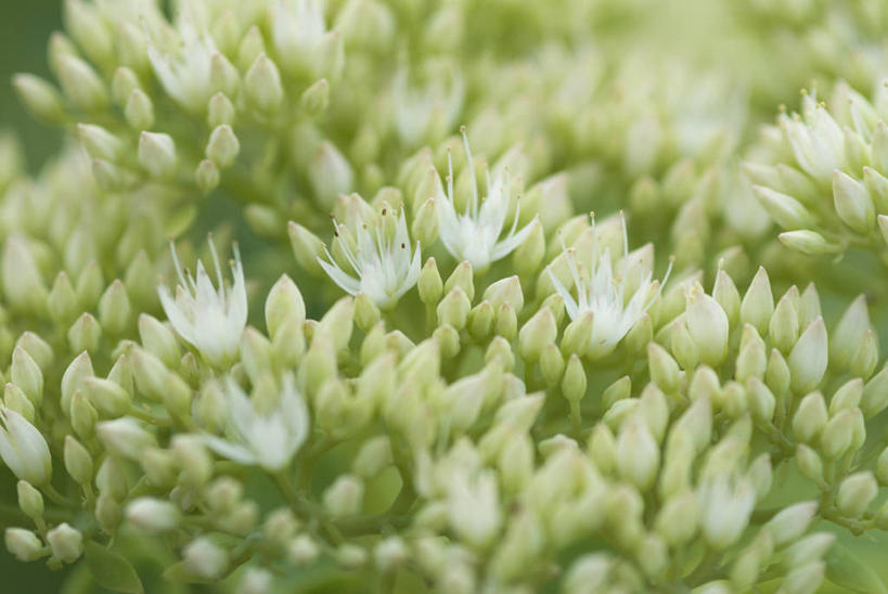 无人,横图,室外,特写,白天,美景,植物,开,丰富,景观,草药,药草,花蕾,中药,花,自然,花束,夏天,打开,景色,摄影,开启,景天,自然风光,药材,中草药,中药材,本草,八宝,开端,秋天,彩图,包菜还阳,活血三七,对焦