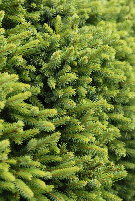 无人,竖图,室外,特写,白天,美景,植物,景观,自然,景色,摄影,锋利,尖锐,自然风光,杉树,边界,云杉,常绿树,树篱,针叶树,彩图,对焦