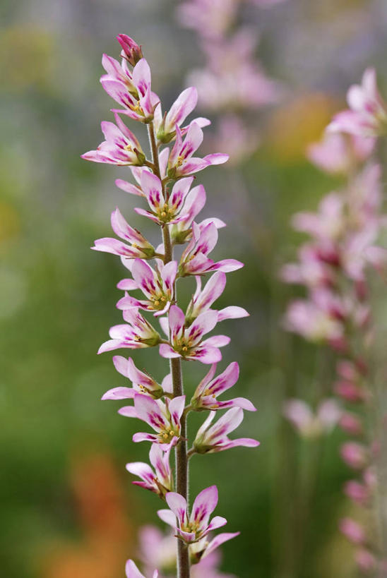 无人,竖图,室外,特写,白天,美景,植物,景观,自然,夏天,景色,摄影,脆弱,自然风光,彩图,美人,对焦