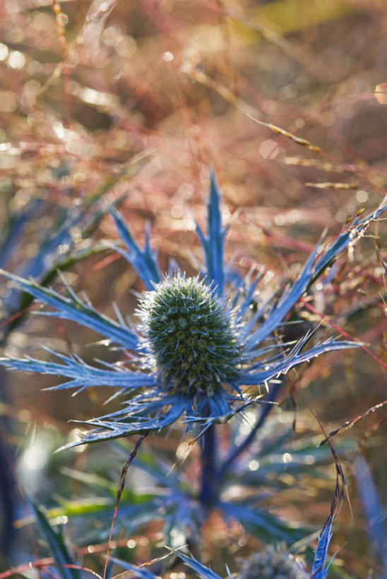 无人,竖图,室外,特写,白天,美景,植物,建筑,景观,花,蓝色,自然,夏天,蓟,景色,摄影,锋利,尖锐,荆棘,自然风光,反差,肌理,观赏草,针茅,彩图,对焦