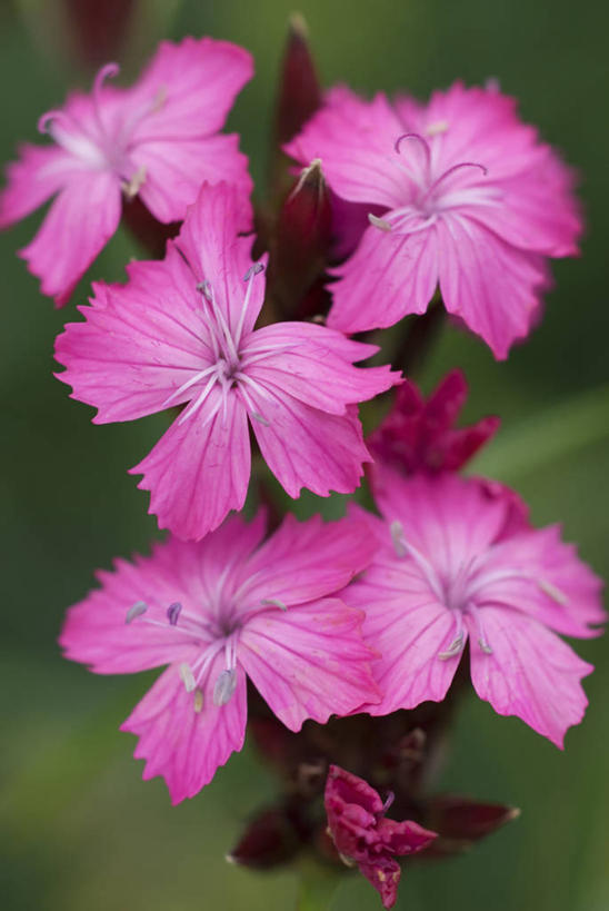 无人,竖图,室外,特写,白天,留白,美景,植物,景观,美丽,花,花瓣,粉色,自然,夏天,景色,摄影,明亮,清新,自然风光,柔焦,荷兰石竹,大胆,热心,洛阳花,石竹,彩图,石菊,石竹子花,绣竹,中国石竹,中国沼竹,对焦,多年生植物