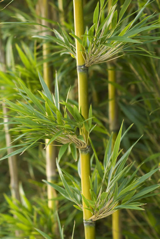 无人,竖图,室外,特写,白天,留白,美景,植物,叶子,景观,茎,自然,景色,摄影,生长,手杖,自然风光,常绿树,秋天,彩图,全画面,全框架,全帧,全画幅,对焦