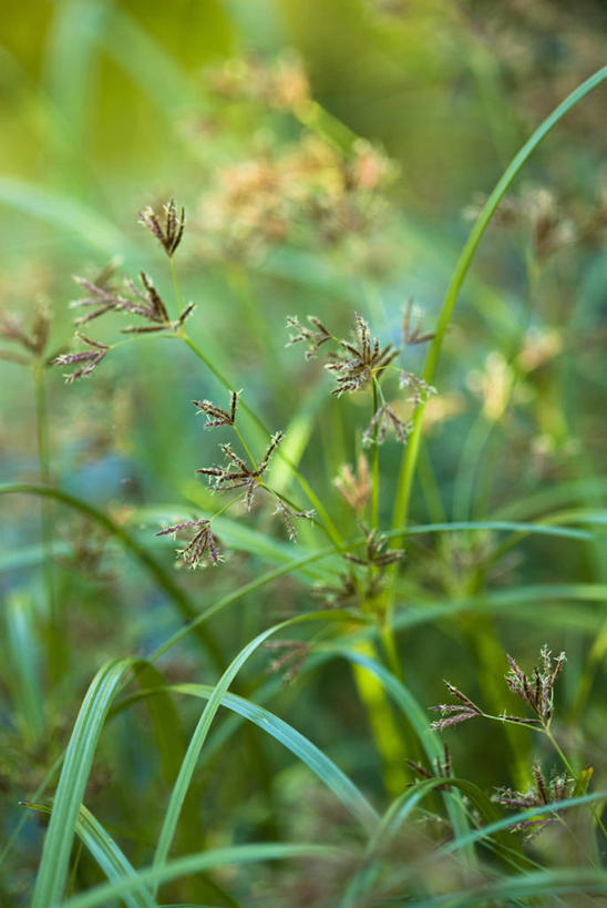 无人,竖图,室外,特写,白天,留白,美景,植物,叶子,景观,褐色,草,花,花瓣,自然,奶油,景色,摄影,生长,脆弱,清新,自然风光,柔焦,莎草,彩图,对焦
