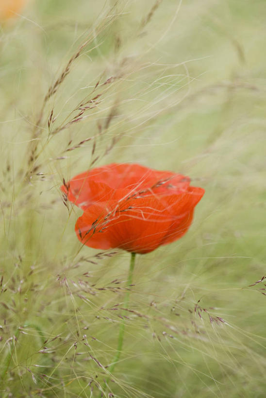 无人,竖图,室外,特写,白天,留白,友谊,草地,美景,植物,风,种植,盛开,景观,田地,野花,花蕾,草,花,花瓣,花朵,鲜花,一朵,红色,自然,夏天,花苞,花蕊,景色,摄影,生长,明亮,组织,脆弱,清新,自然风光,柔焦,柔和,羽毛草,针茅,彩图,对焦