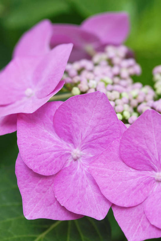 无人,竖图,室外,特写,白天,骄傲,美景,植物,八仙花,景观,自然,绣球花,景色,摄影,灌木,紫阳花,洋绣球,自然风光,草绣球,斗球,七变化,粉团花,善变,彩图,对焦