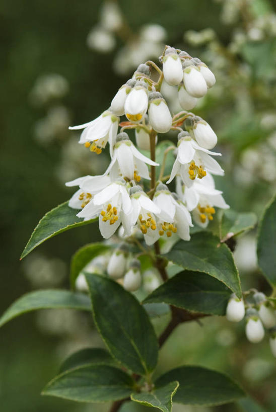 无人,竖图,室外,特写,白天,美景,植物,景观,花,自然,花束,春天,景色,摄影,灌木,自然风光,落叶树,彩图,对焦
