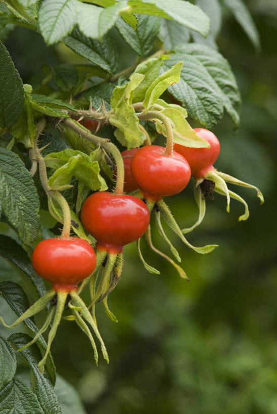 无人,竖图,室外,特写,白天,留白,美景,植物,玫瑰,水果,景观,红色,自然,橙色,景色,摄影,生长,灌木,明亮,清新,自然风光,蔷薇果,落叶树,秋天,彩图,对焦