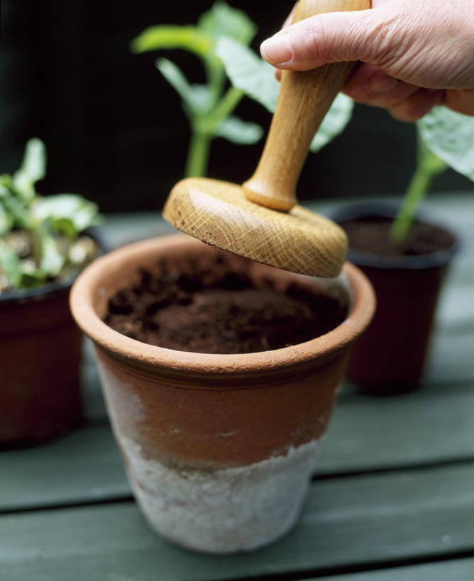 成年人,中年人,手,一个人,竖图,室外,特写,白天,美景,植物,仅一个女性,仅一个人,种植,木制,景观,园艺,拿着,设备,物品,自然,仅一个中年女性,景色,人体,摄影,部分,自然风光,秧苗,橡皮章,女人,女性,中年女性,休闲活动,彩图,对焦