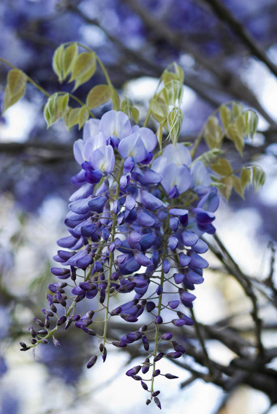 无人,攀登,竖图,室外,特写,白天,留白,美景,植物,景观,紫藤,花,花瓣,蓝色,自然,春天,景色,摄影,生长,灌木,清新,自然风光,柔焦,项坠,彩图,对焦